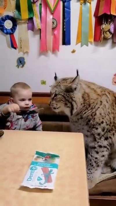 Feeding his pet cat.