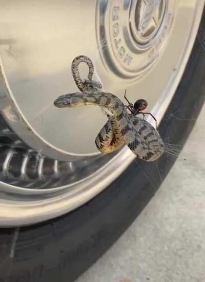 🔥 black widow > snek