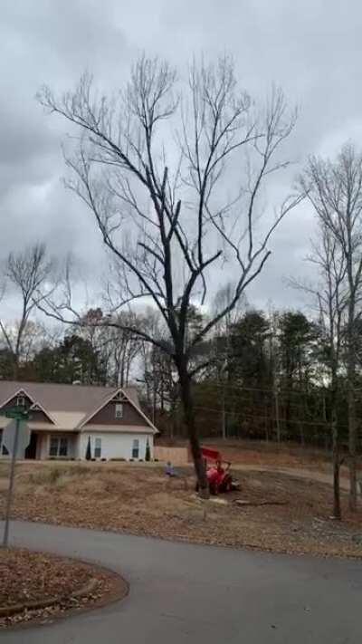 Dead tree completely falls apart when it hits asphalt.