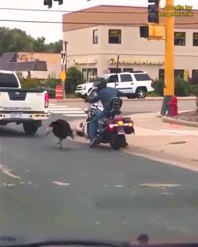 Caution! Angry Birds On The Road