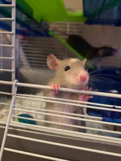 Little baby 🤍🐭