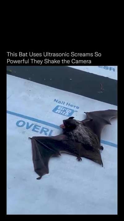 Bat uses ultrasonic sound so powerful enough to shake camera