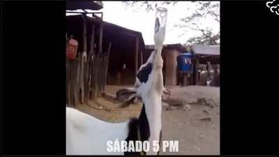 my first ever arabfunny: ساذج بيننا دجال من بيننا وسأحب أن أقوم دينغ دونغ التخلص من سواعدي مثل بنج بونج لولولو هههههه😘😋😋😎😎🙄🙄🙄🙄🙂☺🤤😭😭😲😞😧☹☹😴😒