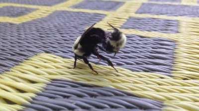 What are these bees up to?