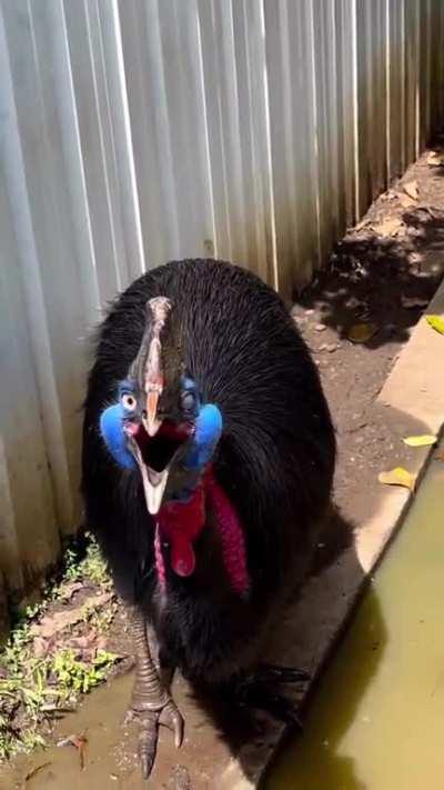 The cassowary is commonly acknowledged as the world’s most dangerous bird, particularly to humans