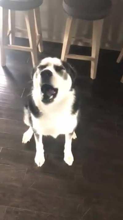 Why are they Adorable even when they are a menace?