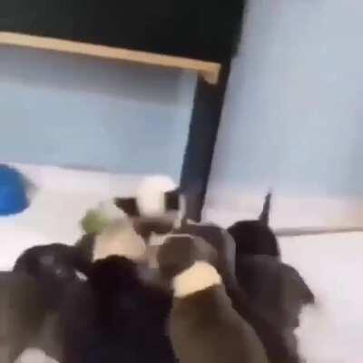 Versão family friend do meu outro meme bane esse não u/elpychula