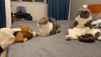 Safespotting be like