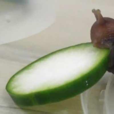 Remember When We Weren't Afraid of the Snail?