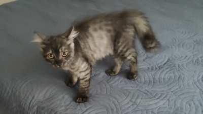 Airplane ears + crazy eyes 😹