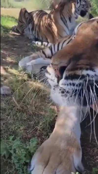 Big cats are just like any other cat