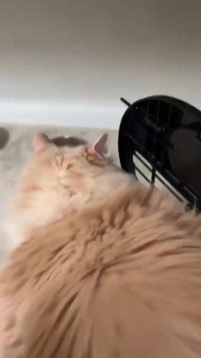 His solution to new kitten was to squish him