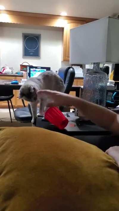 Our cat has to get the last word in.