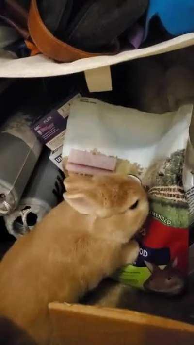 Bob puts his fighting skills to the test