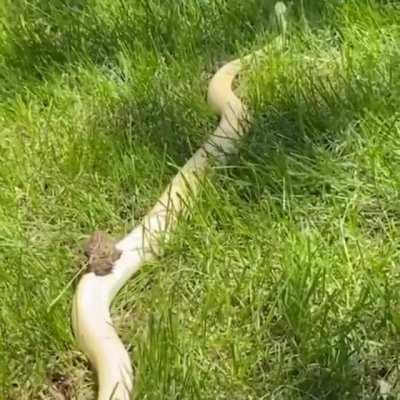 This gave me big goblincore vibes