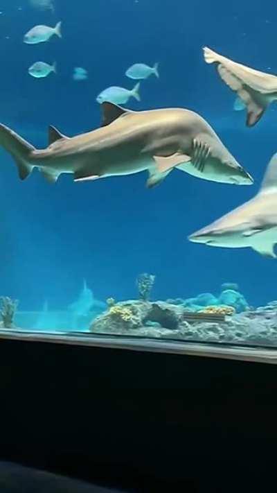 He’s built different