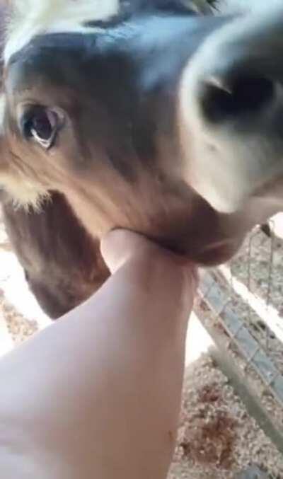 Cows are just big adorable sweetheart dogs.