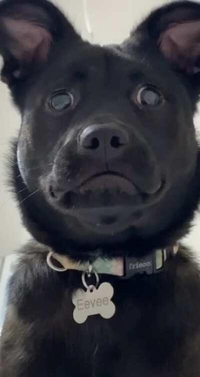 The look she always gives me right before pouncing... 🤣