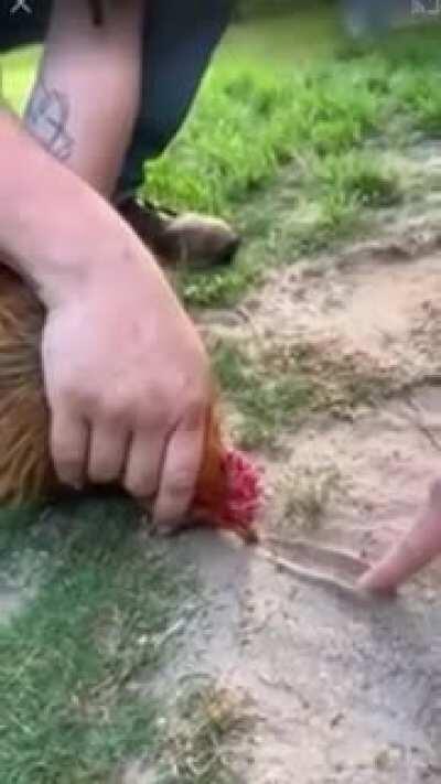 How to hypnotize a rooster