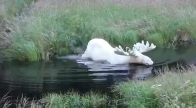 🔥 Extremely rare white moose captured on video in Sweden