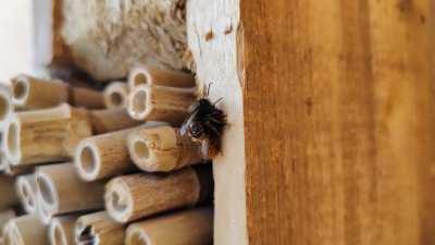 Wild bee mating/pairing