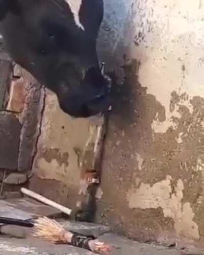 Good cow saves water