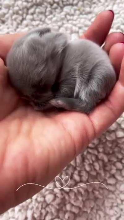 So small but oh so cute!