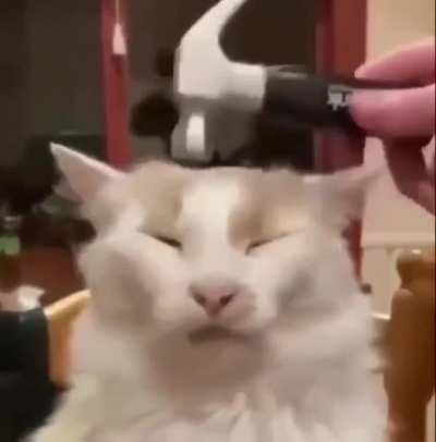 halflife_sfx_cat_40000.mp4