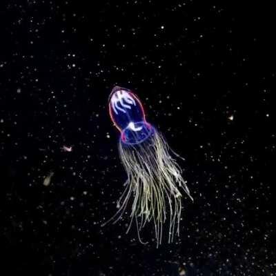 Aglantha digitale is a species of hydrozoan in the family Rhopalonematidae. It is found in the Arctic and sub-Arctic where it is one of the most common jellyfish. It is unusual in having both a slow swimming action, through pulsating its bell, and a rapid