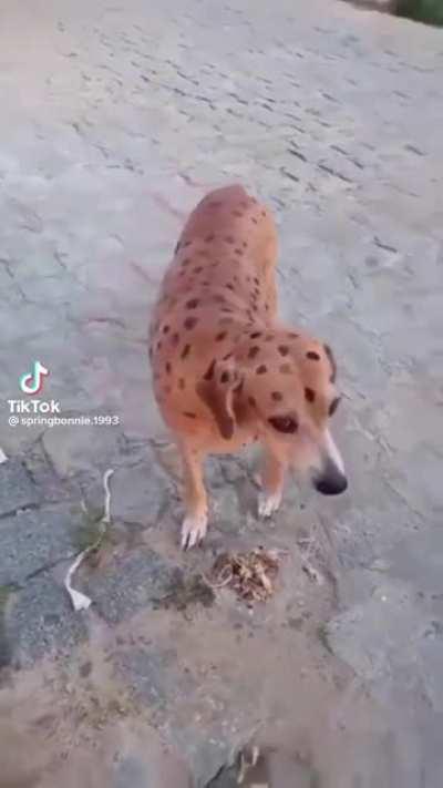 minha vo dizia minino voce vai ve