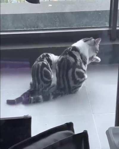 learning to wash paws every morning