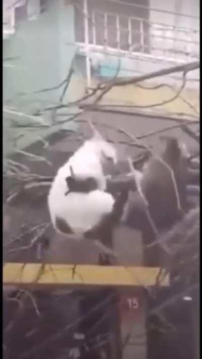 A serious effort was made in vain