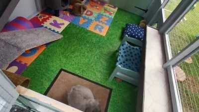 Buns new home! (I'm really happy with it so just wanted to share!)