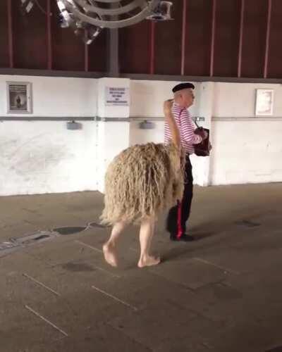 Street performing ostrich