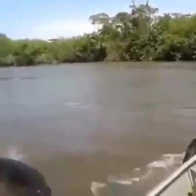 Fisherman caught an anaconda (probably brazil)