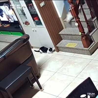 To get revenge on hooman