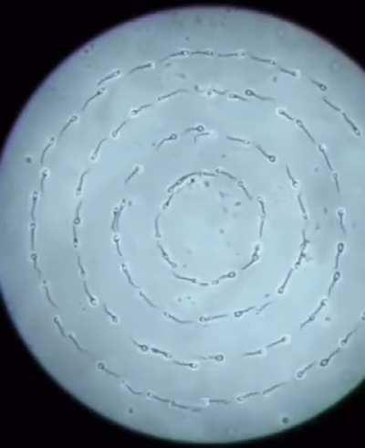 Dance Dance Evolution