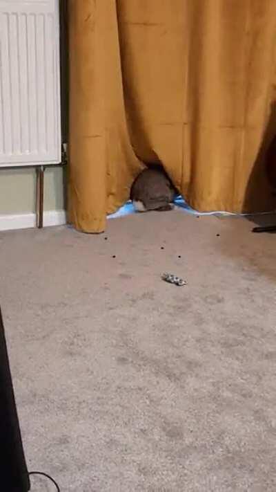 Daisy loving our curtains