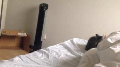 I found this video on a random old phone and I can't articulate how happy it makes me. These guys saved my life when I was at rock bottom. I have years of memory loss and it always makes me sad that I don't remember them much as kittens but this phone has