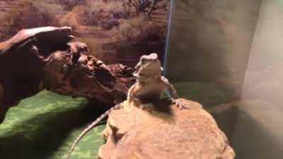 funnie little guy :]