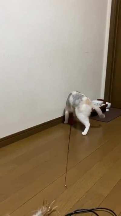 Just a cat enjoying herself