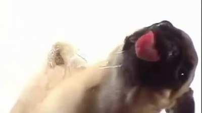 Puppy licks you clean.