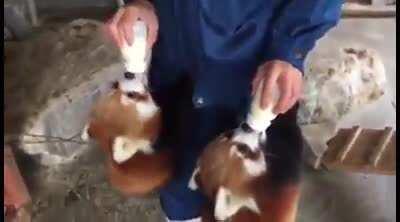 This is so toooo cute