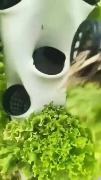 An entire garden, without a single grain of soil, sand or compost.