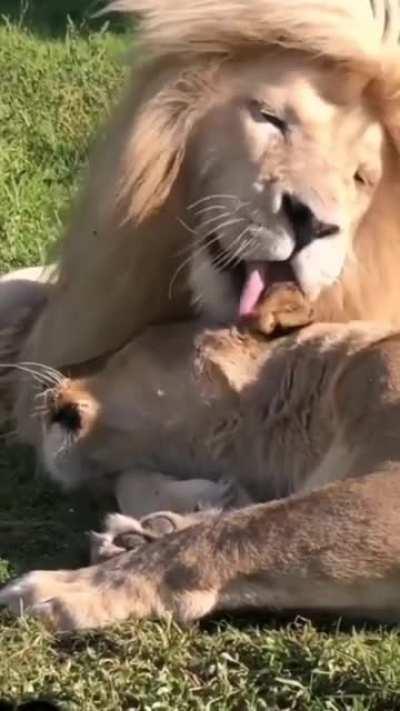 Beautiful Big Cats. 🥰