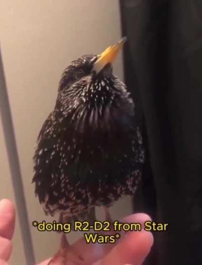 a European Starling mimicking sounds