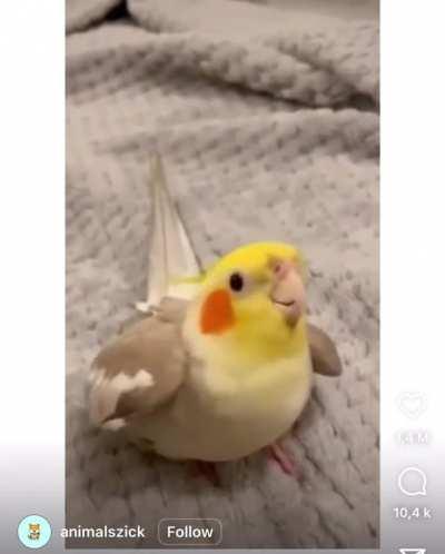 The way this bird makes it sound like dance music