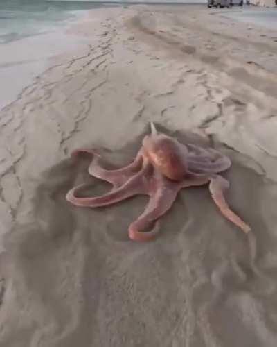 Thanks, i hate this Land Octopus