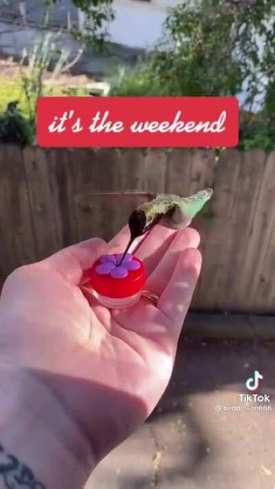 Guy has a hummingbird friend that feeds out of his hand right from his window