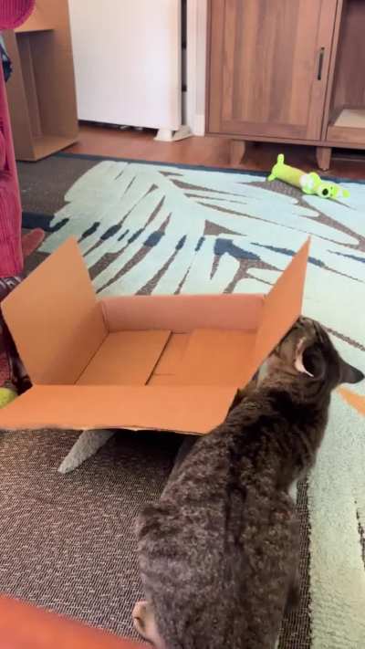 Followed immediately by…